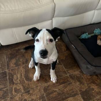Oreo -  Terrier Dog for Adoption in Harlingen, Texas - Oreo | PetCurious