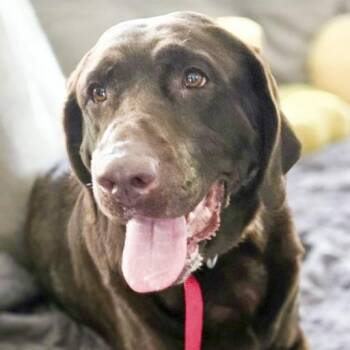Heidi -  Chocolate Labrador Retriever Dog for Adoption in Ottawa Hills, Ohio - Heidi | PetCurious