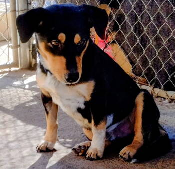 Rescue Beagle Dogs for Adoption in Apple Valley, California - Bart | PetCurious