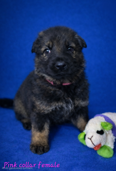 Dogs for Sale - Pink Female | PetCurious