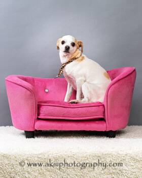 Chihuahua Dogs Available for Adoption in Plano, Texas - Snowball (Male) - Courtesy Post  | PetCurious