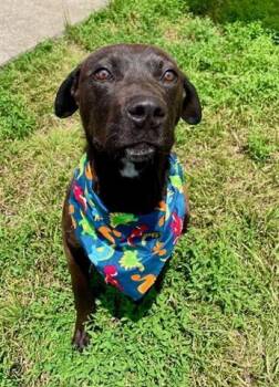 Rescue Pit Bull Terrier and Mixed Breed Dogs for Adoption in Tulsa, Oklahoma - REMY | PetCurious