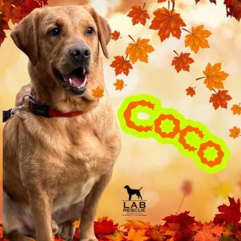 Rescue Labrador Retriever Dogs for Adoption in Oakville, Ontario - Coco | PetCurious