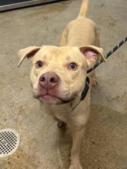 Briar -  Pit Bull Terrier Dog for Adoption in Cleveland, Ohio - Briar | PetCurious