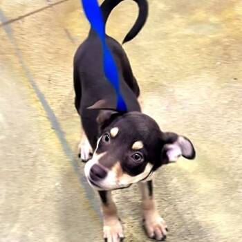 Yam -  Doberman Pinscher Dog for Adoption in Tulsa, Oklahoma - Yam | PetCurious