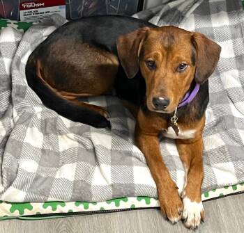 Beagle Dogs Available for Adoption in Tomball, Texas - Candy | PetCurious
