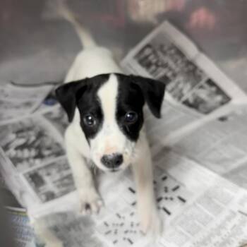 Cedar -  Labrador Retriever and Terrier Dog for Adoption in Parrish, Alabama - Cedar | PetCurious
