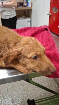 Border Collie and Labrador Retriever Dogs Available for Adoption - Harry | PetCurious