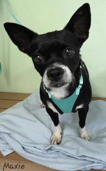 Chihuahua Dogs Available for Adoption in Key Largo, Florida - Maxie | PetCurious
