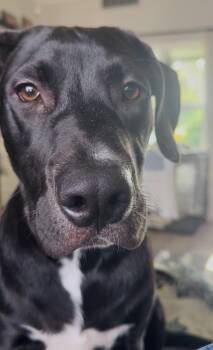 Bodhi (sweet boy) watch video -  Black Labrador Retriever Dog for Adoption in Port Orange, Florida - Bodhi (sweet Boy) Watch Video | PetCurious