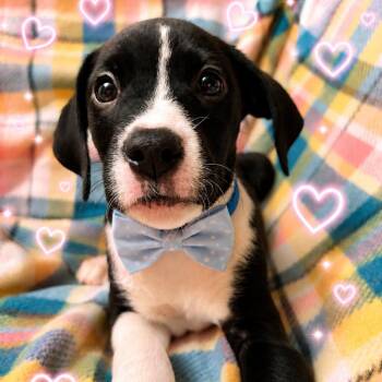 Chas 2 months male AVAILABLE 7/24 -  Boxer Dog for Adoption in Sterling, Massachusetts - Chas 2 Months Male AVAILABLE 7/24 | PetCurious
