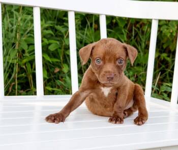 State Fair Litter - Blue Ribbon -  Pit Bull Terrier and Mixed Breed Dog for Adoption in Savage, Minnesota - State Fair Litter - Blue Ribbon | PetCurious