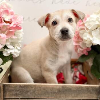 Labrador Retriever and Sheep Dog Dogs Available for Adoption - Dirty | PetCurious