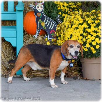 Austin -  Beagle Dog for Adoption in Wake Forest, North Carolina - Austin | PetCurious