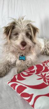 Rescue Tibetan Terrier Dogs for Adoption in Los Angeles, California - Winter | PetCurious