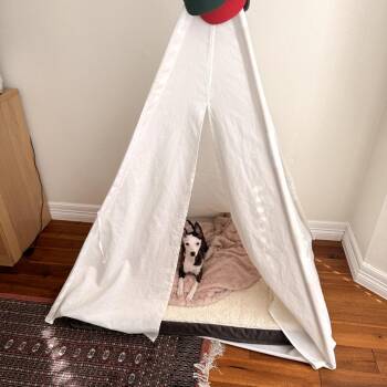 Italian Greyhound Dogs Available for Adoption - Kip | PetCurious