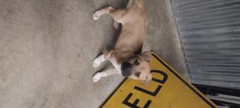 Rescue Mixed Breed Dogs for Adoption in Louisville, Ohio - The 3 Stooges | PetCurious