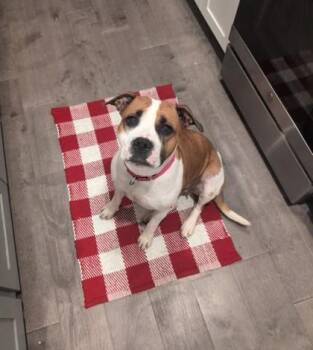 Pit Bull Terrier and Mixed Breed Dogs Available for Adoption in Kansas City, Missouri - Winifred | PetCurious