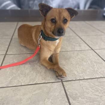 Mixed Breed Dogs Available for Adoption - E.T. | PetCurious