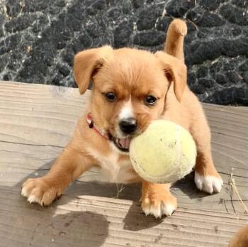 Dachshund Dogs Available for Adoption in Palo Alto, California - Schoolyard: 4Square | PetCurious