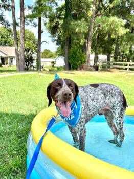 Blue -  German Shorthaired Pointer Dog for Adoption in Hartford, Kentucky - Blue | PetCurious