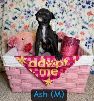 American Bulldog Dogs Available for Adoption - Ash- Inga | PetCurious