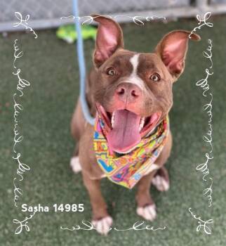 Rescue Pit Bull Terrier Dogs for Adoption in Marietta, Georgia - SASHA | PetCurious