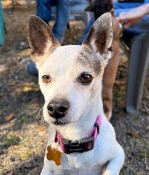 Rescue Chihuahua Dogs for Adoption in Santa Rosa, California - Parker | PetCurious
