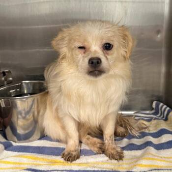 Sugar -  Mixed Breed Dog for Adoption in Abilene, Texas - Sugar | PetCurious