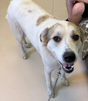 Beckett -  Great Pyrenees and Mixed Breed Dog for Adoption in Belton, Texas - Beckett | PetCurious