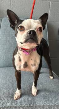 Rescue Boston Terrier Dogs for Adoption in Cottonwood, Arizona - Maggie | PetCurious