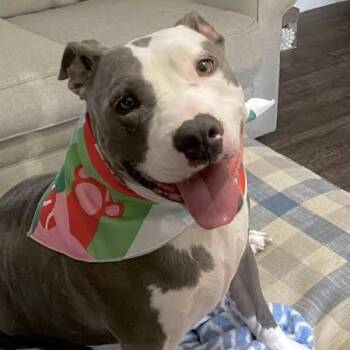 Rescue Pit Bull Terrier Dogs for Adoption in Lucas, Texas - Chloe | PetCurious