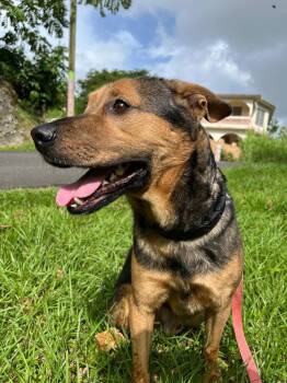 Rescue Mixed Breed Dogs for Adoption in New York, New York - Caesar | PetCurious