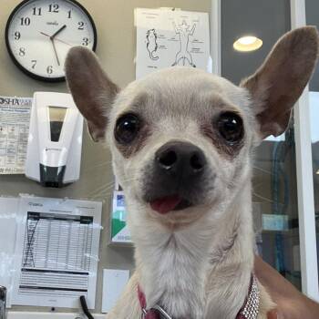 Gigi -  Chihuahua Dog for Adoption in Ojai, California - Gigi | PetCurious