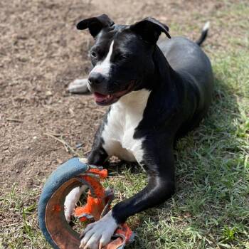 Frankie -  Pit Bull Terrier Dog for Adoption in Abbotsford, British Columbia - Frankie | PetCurious