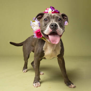 Rescue Mixed Breed Dogs for Adoption in Atlanta, Georgia - Camp | PetCurious