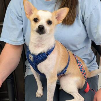 Izzy -  Chihuahua Dog for Adoption in Hopkinton, Massachusetts - Izzy | PetCurious