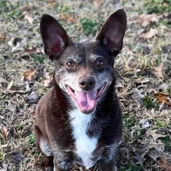 Mixed Breed Dogs Available for Adoption - Cash | PetCurious