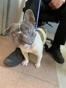 French Bulldog Dogs Available for Adoption in San Jose, California - THOMAS | PetCurious