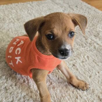 Rescue Chihuahua Dogs for Adoption in Columbia, South Carolina - Tru | PetCurious