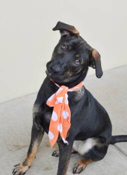 Shepherd Dogs Available for Adoption in Mckinney, Texas - Punky Brewster | PetCurious