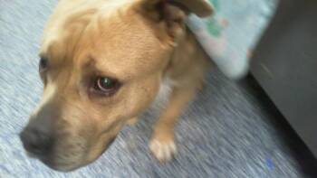 BABY GIRL -  Pit Bull Terrier and Mixed Breed Dog for Adoption in Charlotte, North Carolina - BABY GIRL | PetCurious