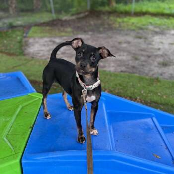 Princess Sour Cream -  Miniature Pinscher Dog for Adoption in Port Richey, Florida - Princess Sour Cream | PetCurious