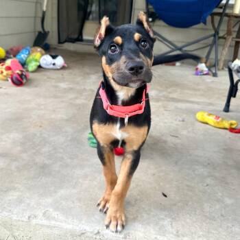 Coraline -  Doberman Pinscher and Beauceron Dog for Adoption in Corpus Christi, Texas - Coraline | PetCurious