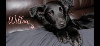 Willow -  Border Collie and Shepherd Dog for Adoption in Aurora, Illinois - Willow | PetCurious