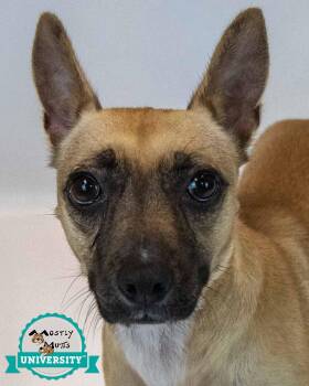 Delphina -  Terrier Dog for Adoption in Kennesaw, Georgia - Delphina | PetCurious