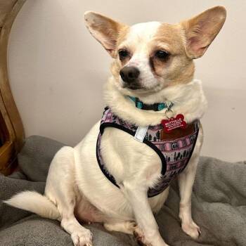 Chihuahua and Dachshund Dogs Available for Adoption in San Francisco, California - Shay Shay 14062 | PetCurious