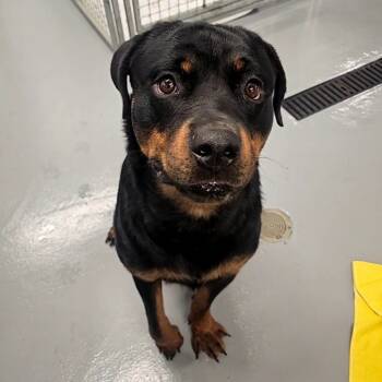 Rescue Rottweiler Dogs for Adoption in Allentown, Pennsylvania - Tennessee O'Neal | PetCurious