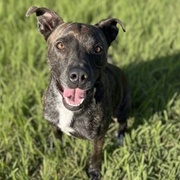 Rescue Belgian Shepherd Sheepdog Dogs for Adoption in Pittsfield, Illinois - Boss Man | PetCurious
