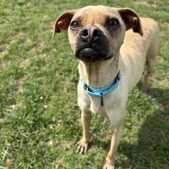 Tugboat -  Pug Dog for Adoption in Harrisonburg, Virginia - Tugboat | PetCurious